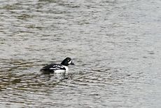 Spatelente (1 von 3).jpg